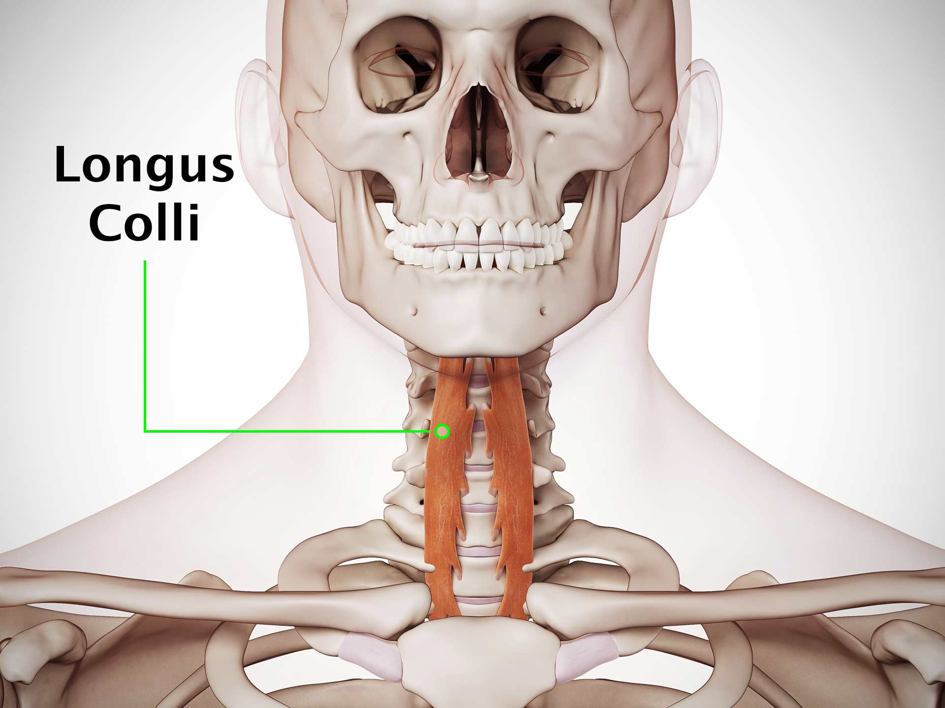 LONGUS COLLI