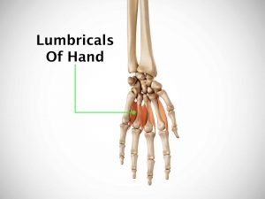 LUMBRICALS OF HAND