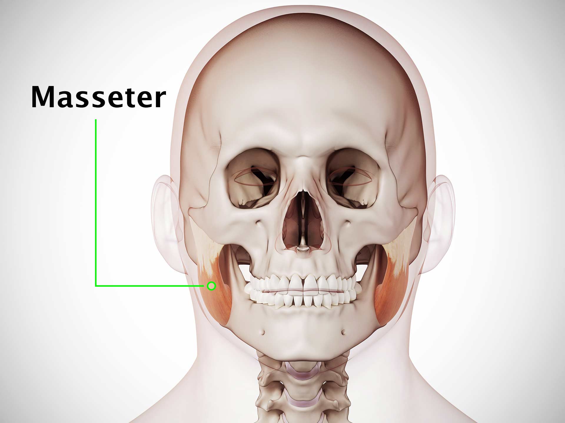 MASSETER MUSCLE