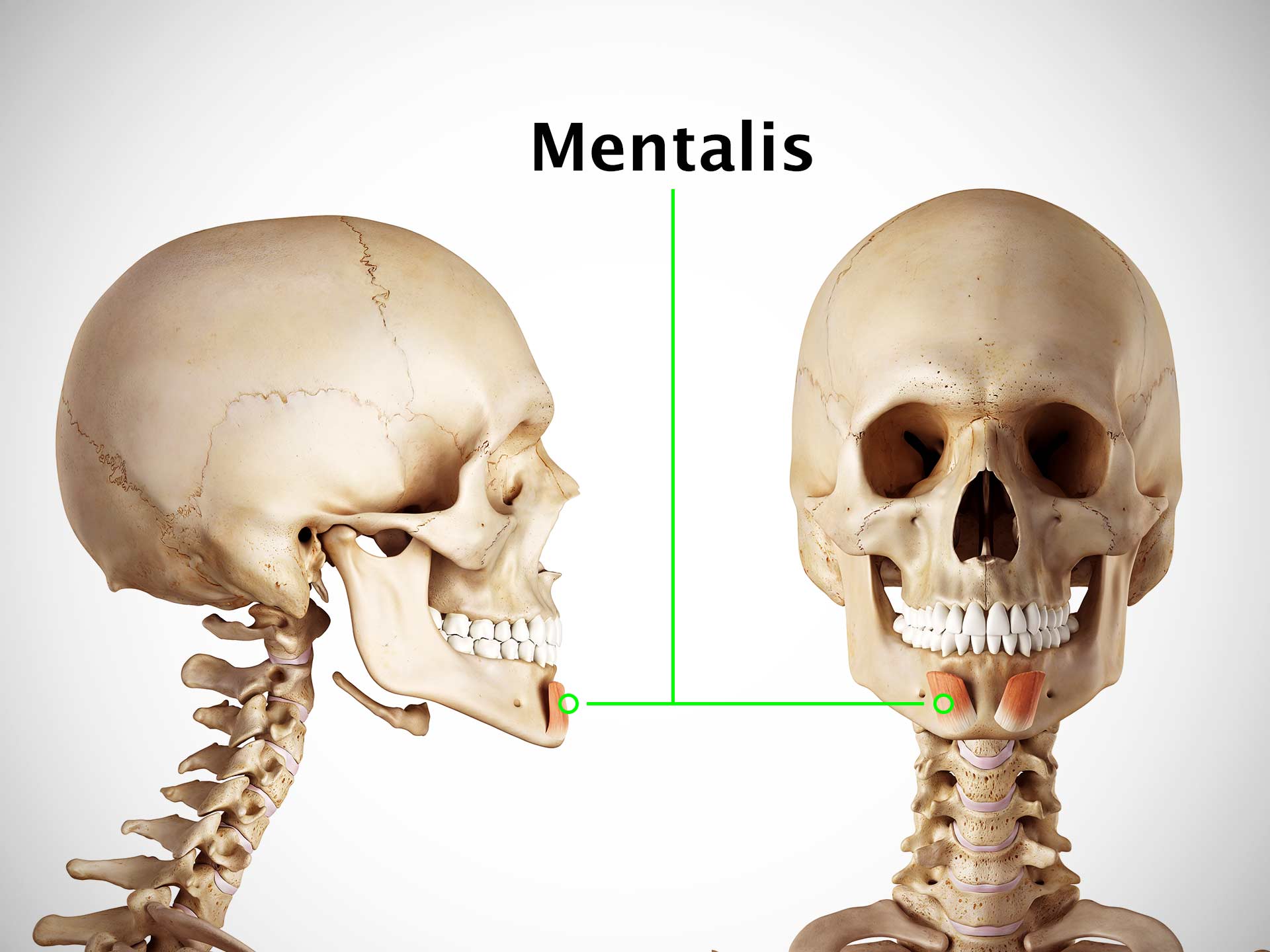 MENTALIS MUSCLE