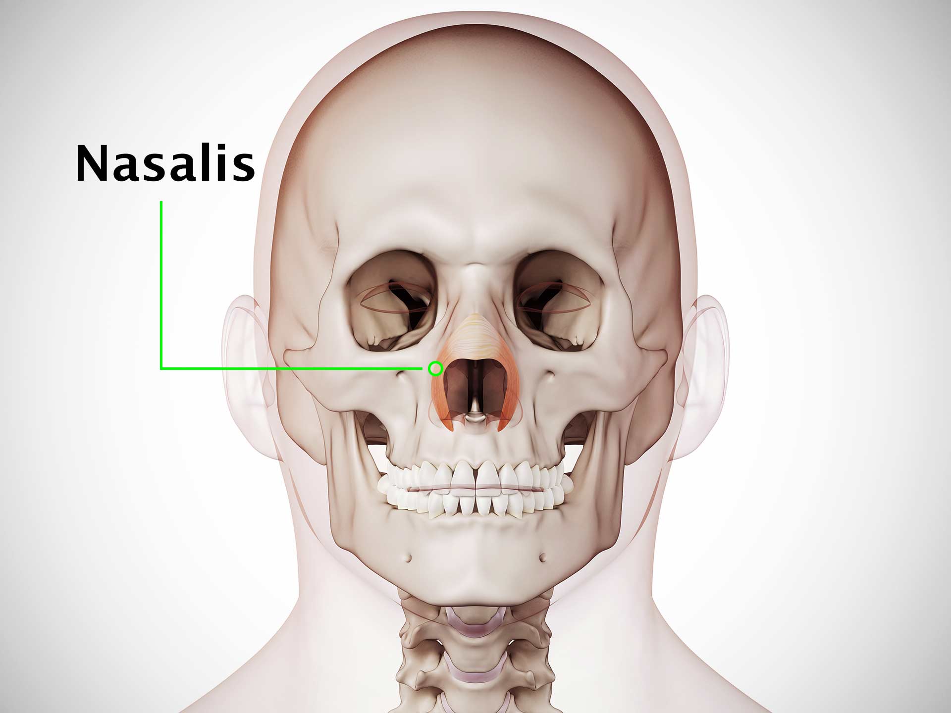 NASALIS MUSCLE