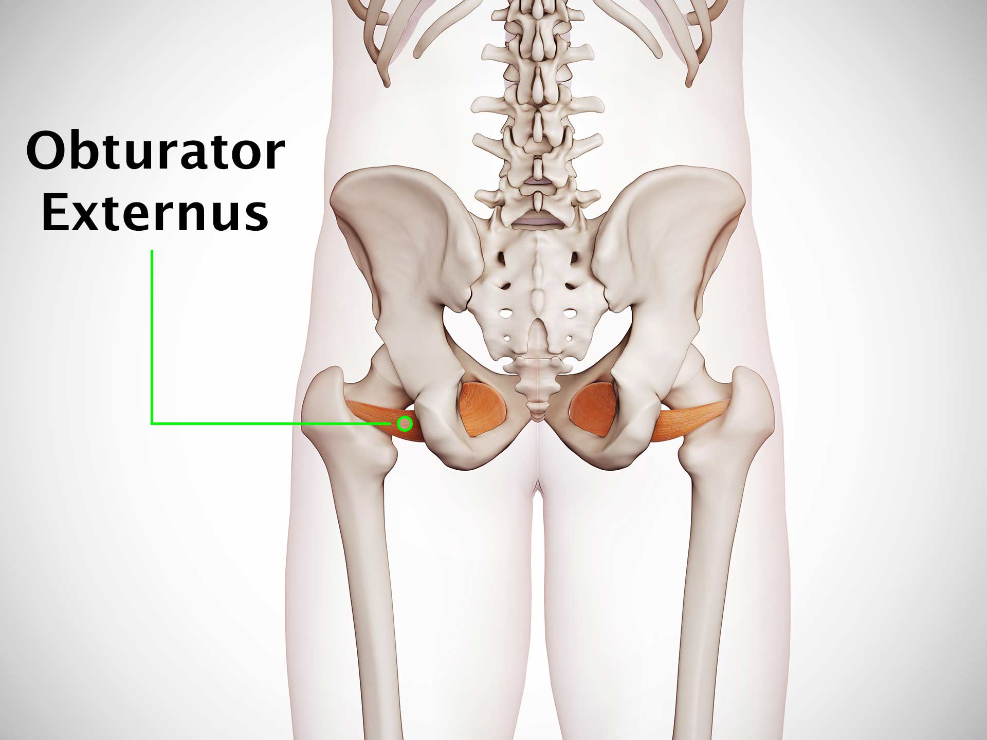 OBTURATOR EXTERNUS