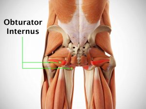 OBTURATOR INTERNUS