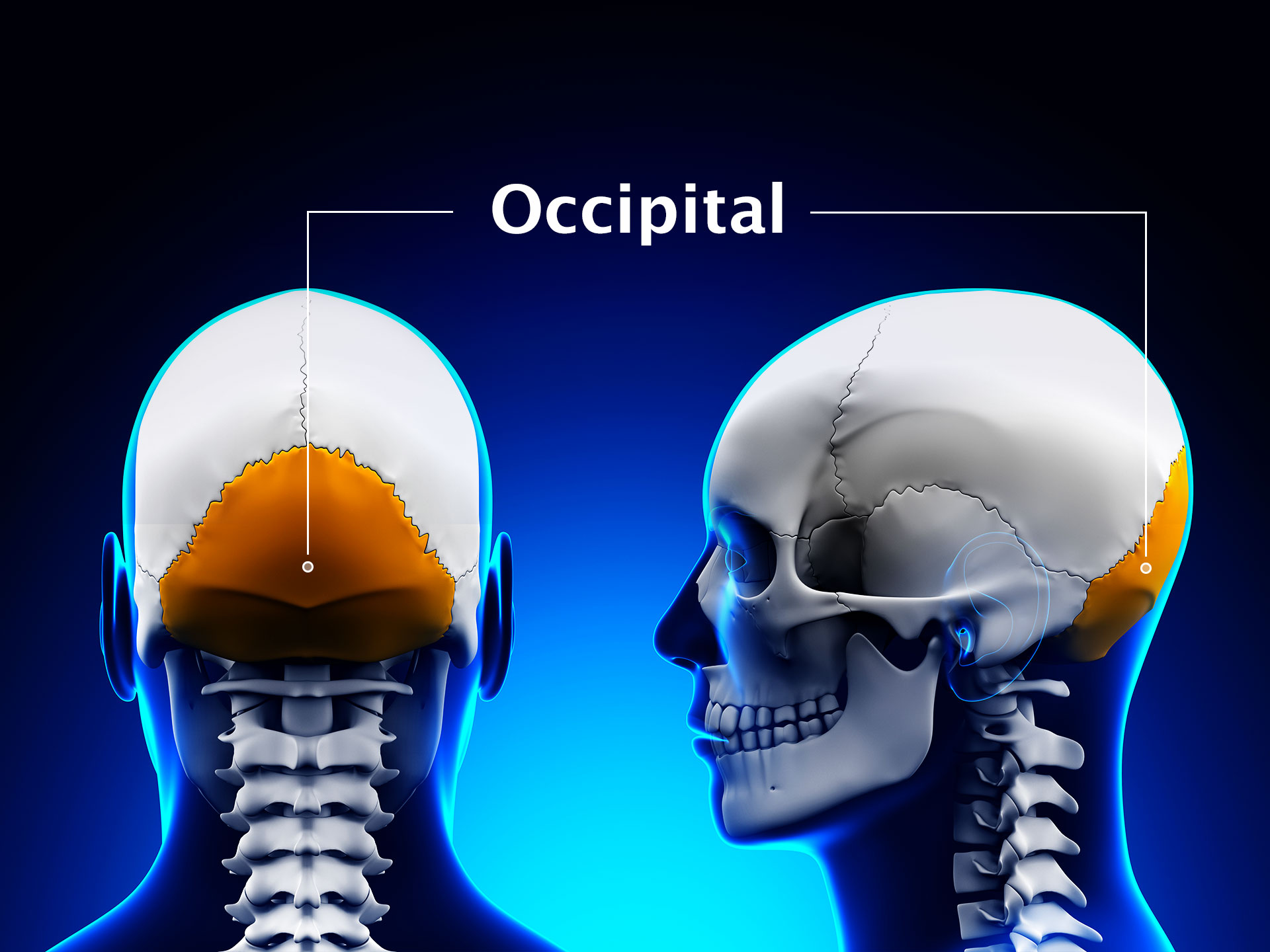 OCCIPITAL BONE