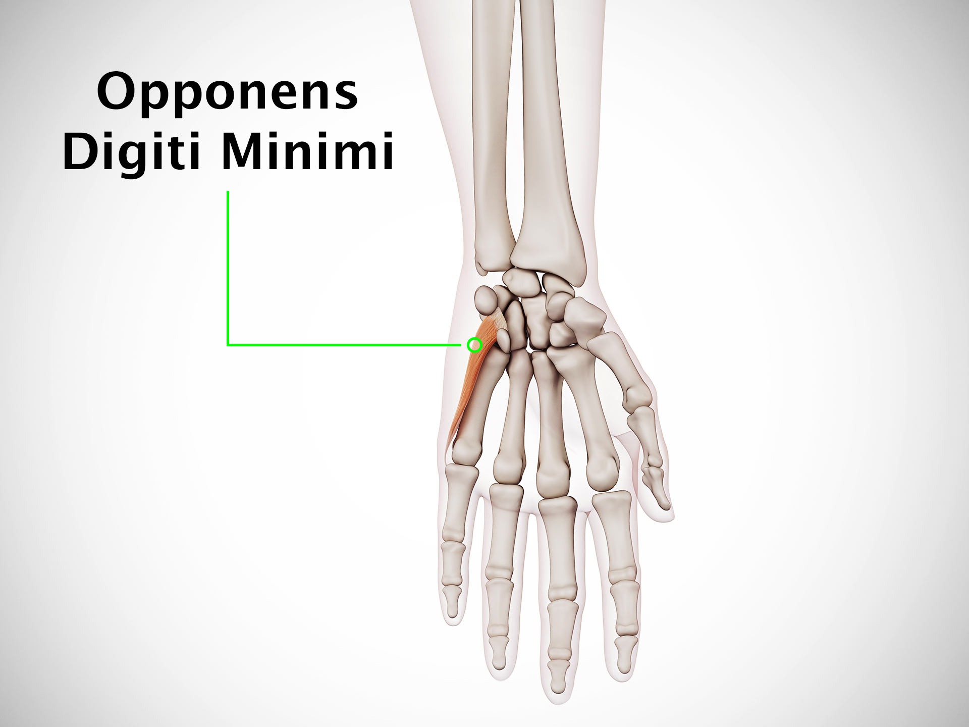 OPPONENS DIGITI MINIMI (HAND)