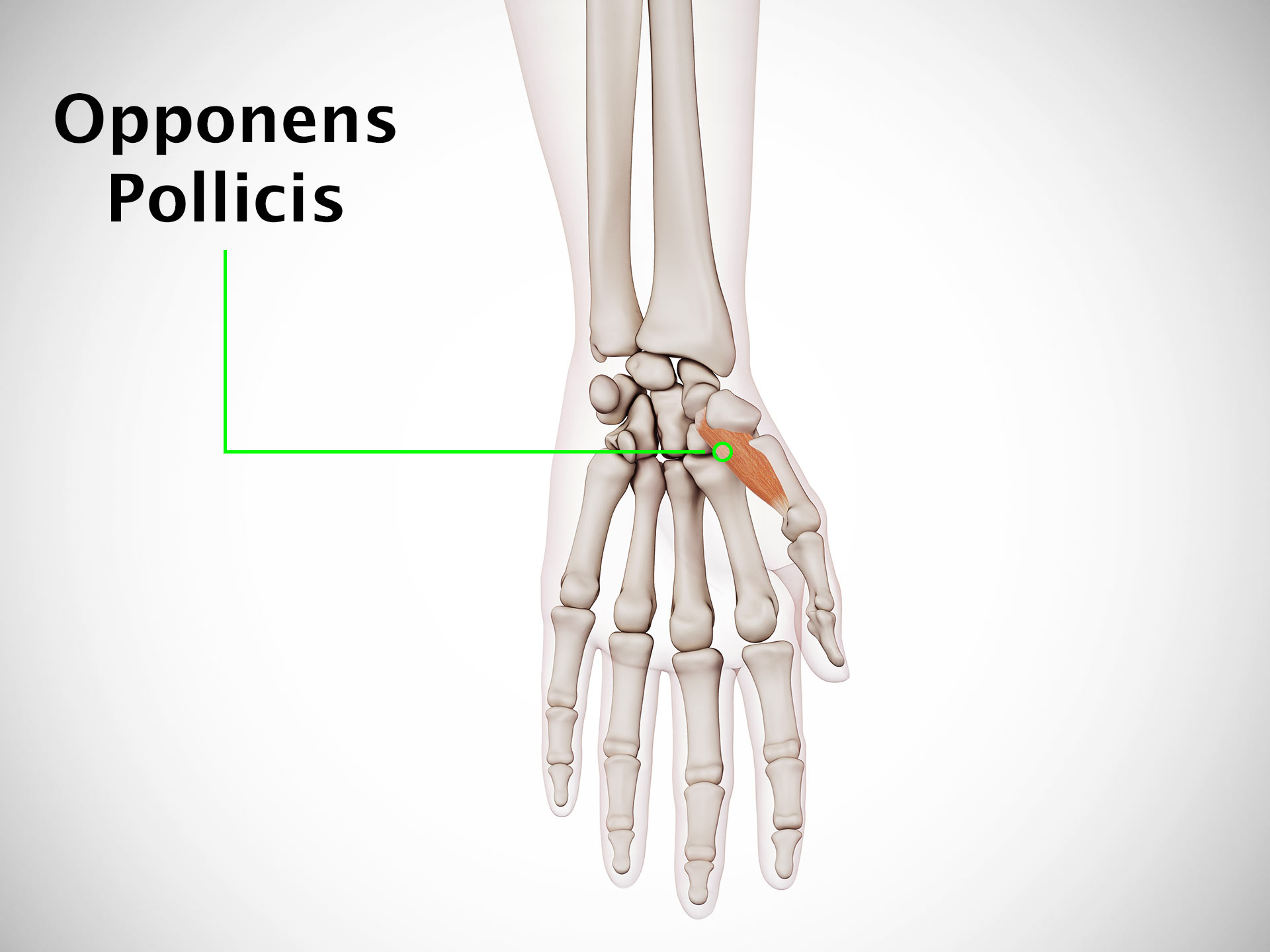 OPPONENS POLLICIS