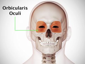 ORBICULARIS OCULI