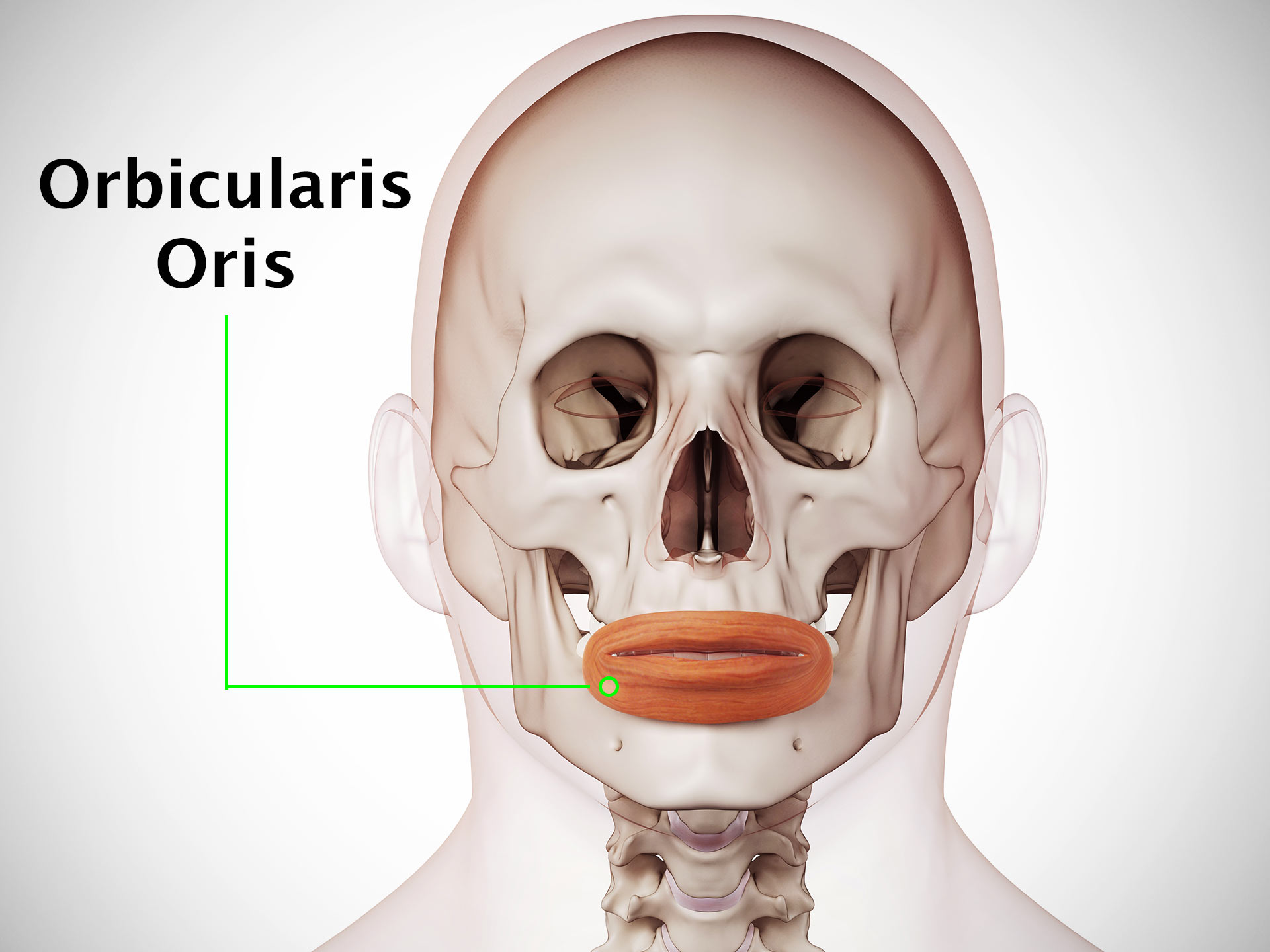 ORBICULARIS ORIS