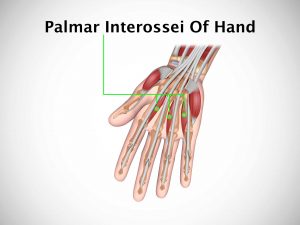 PALMAR INTEROSSEI OF HAND