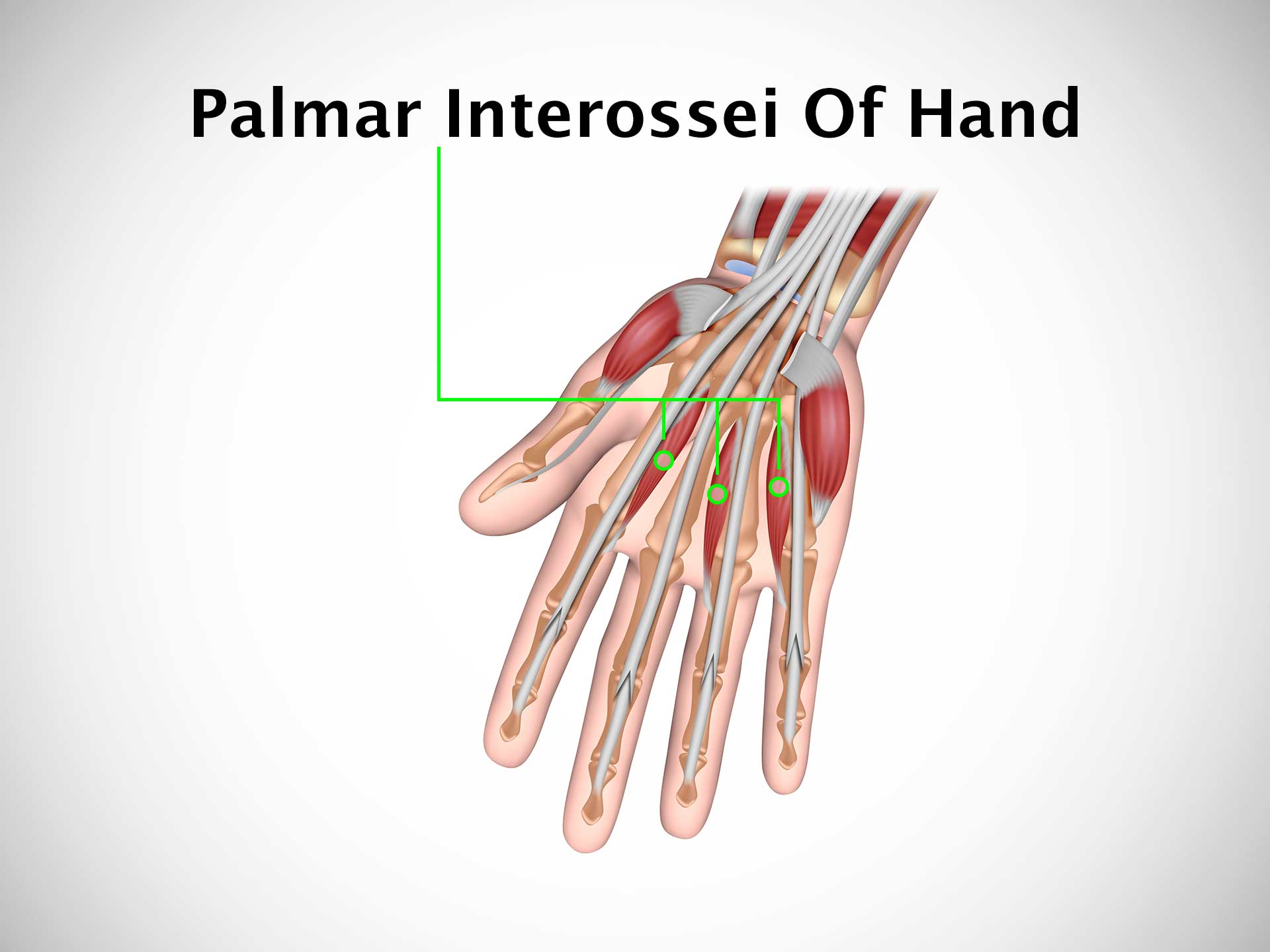 PALMAR INTEROSSEI OF HAND