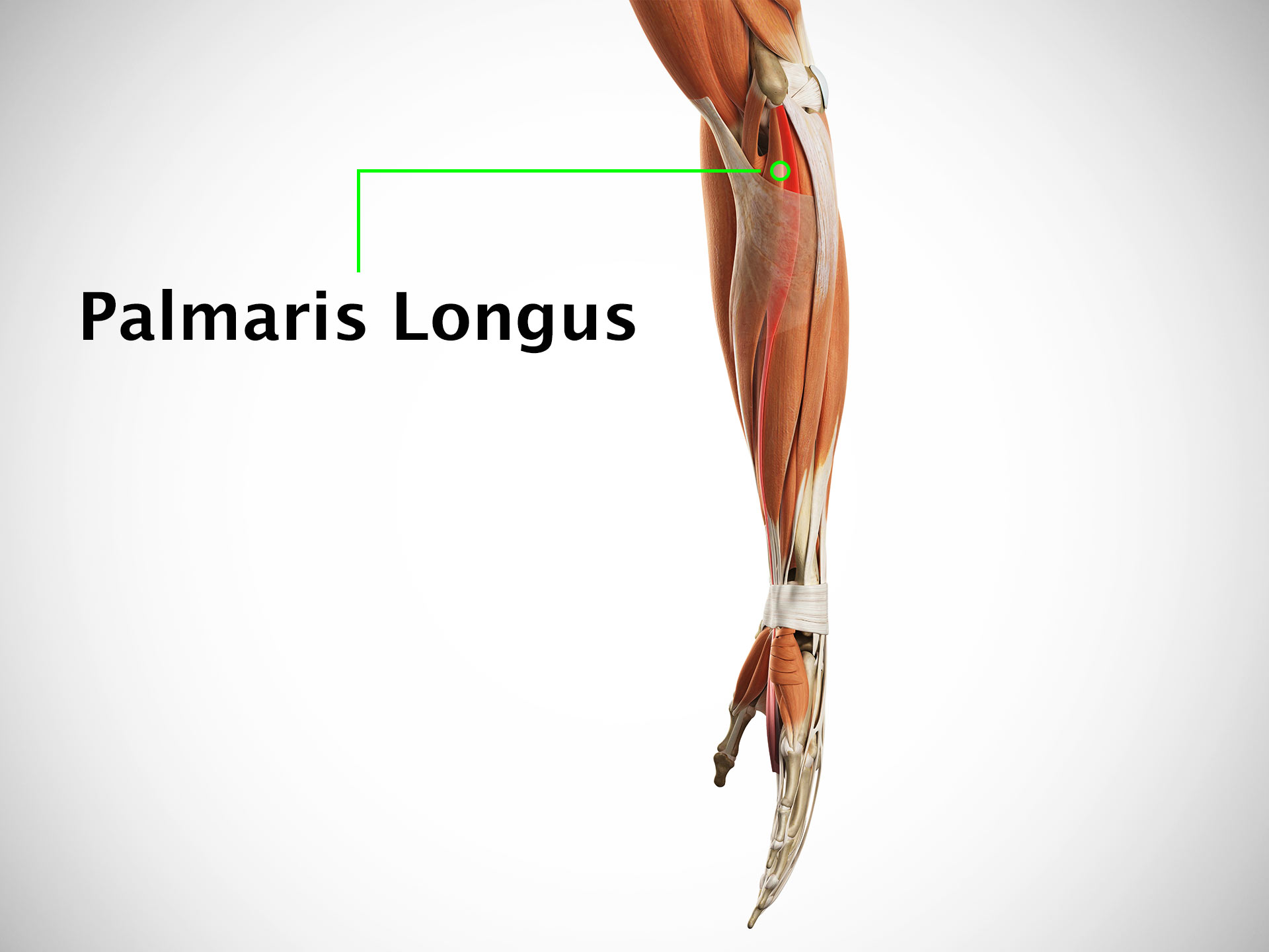 PALMARIS LONGUS