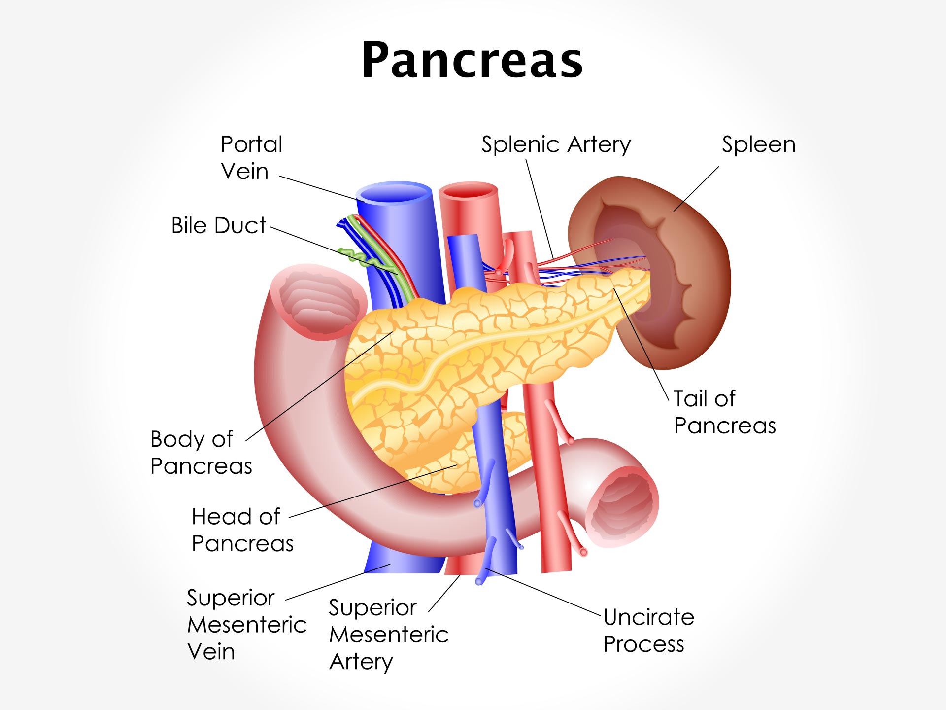 PANCREAS