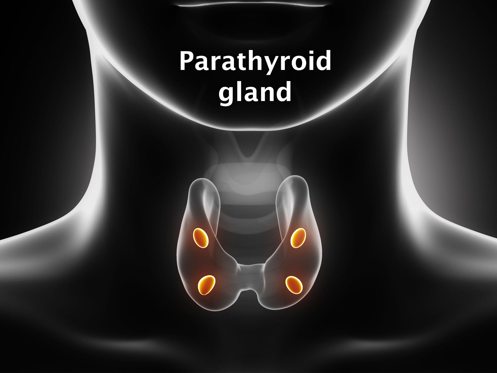 PARATHYROID GLAND