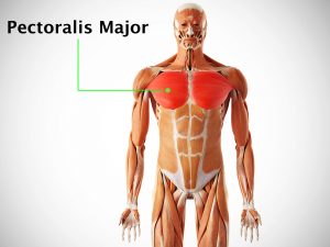 PECTORALIS MAJOR