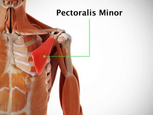 PECTORALIS MINOR