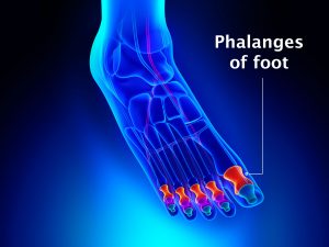 PHALANGES OF THE FOOT