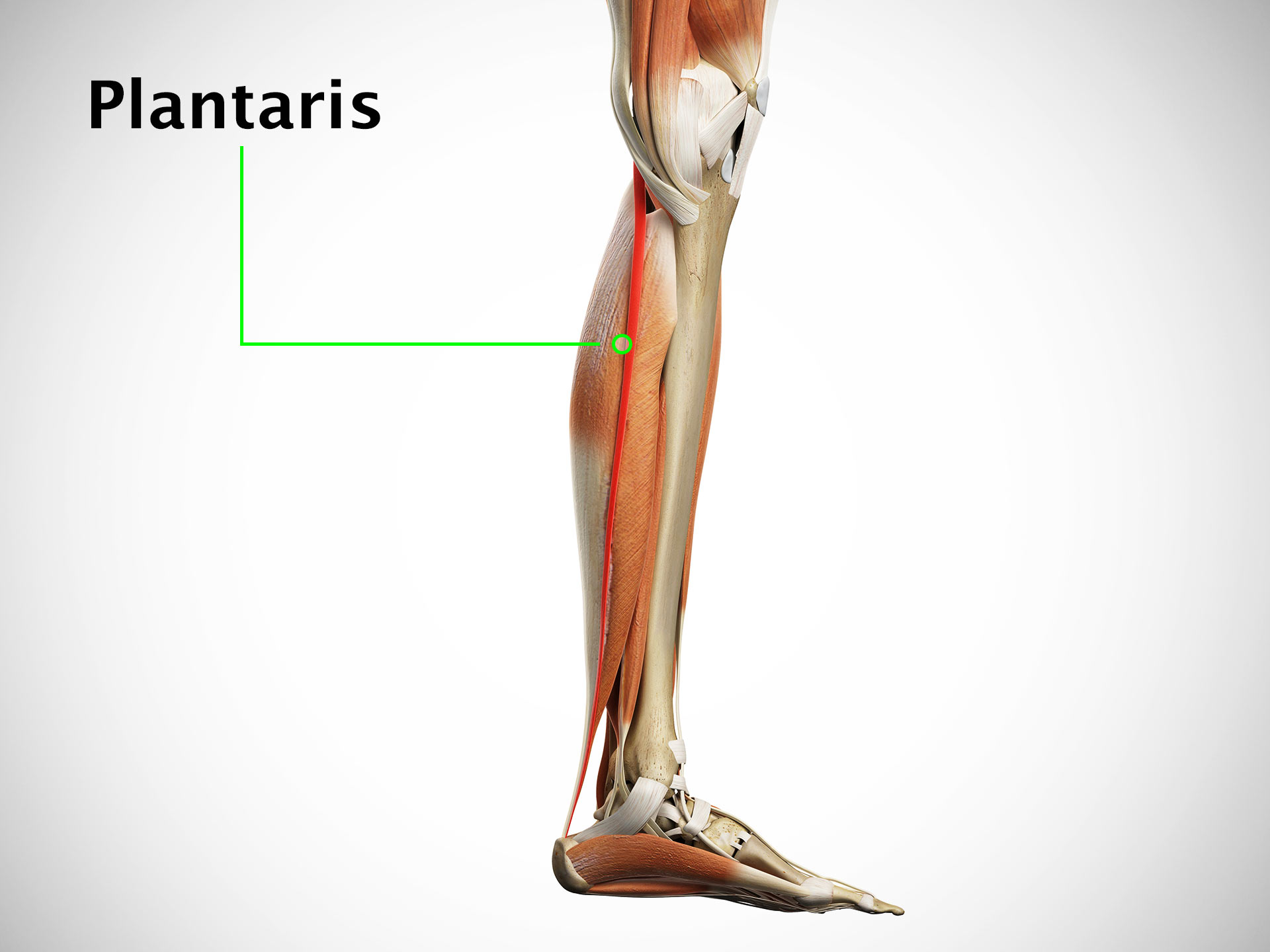 PLANTARIS