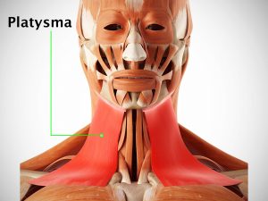 PLATYSMA