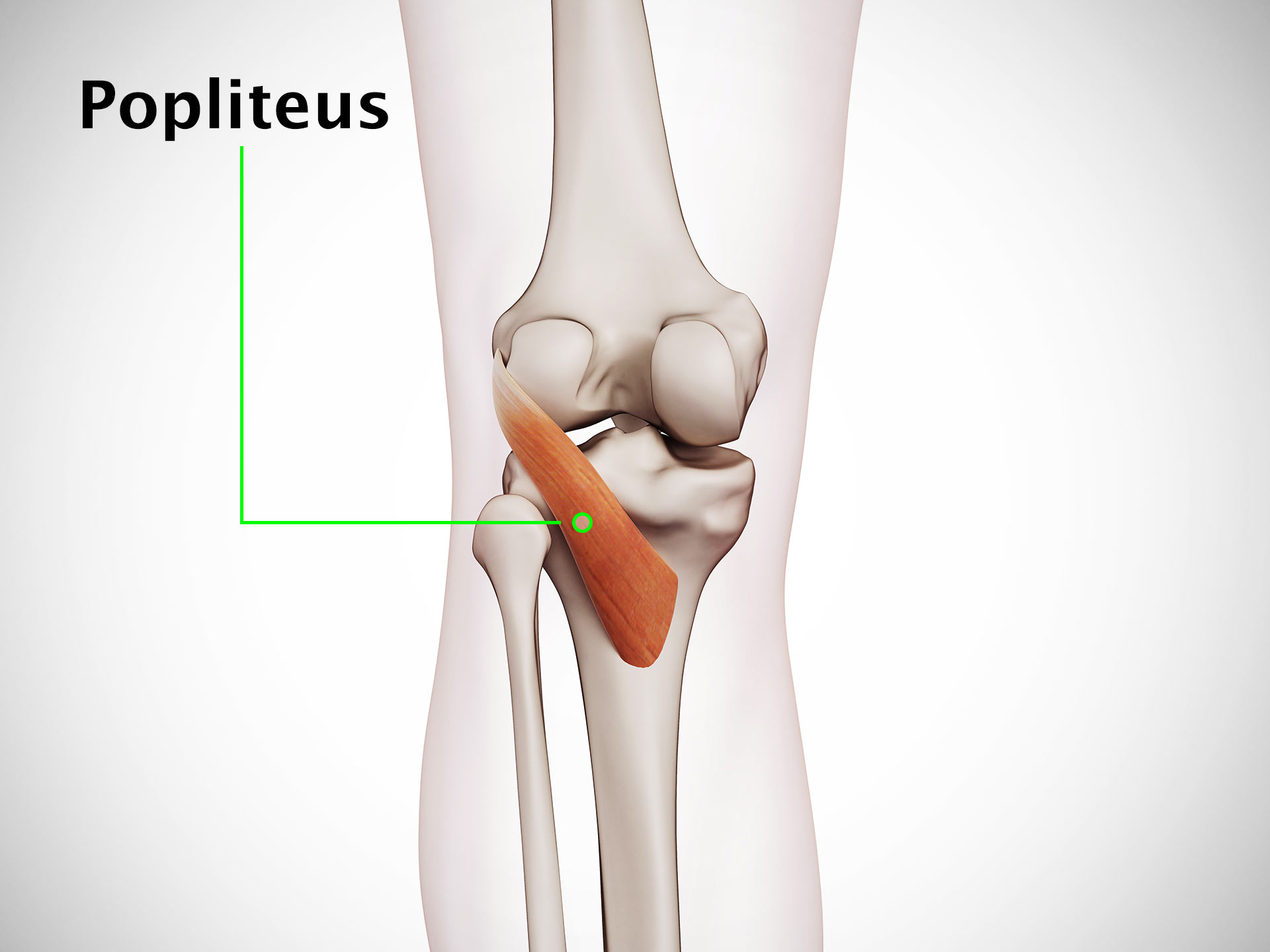 POPLITEUS MUSCLE