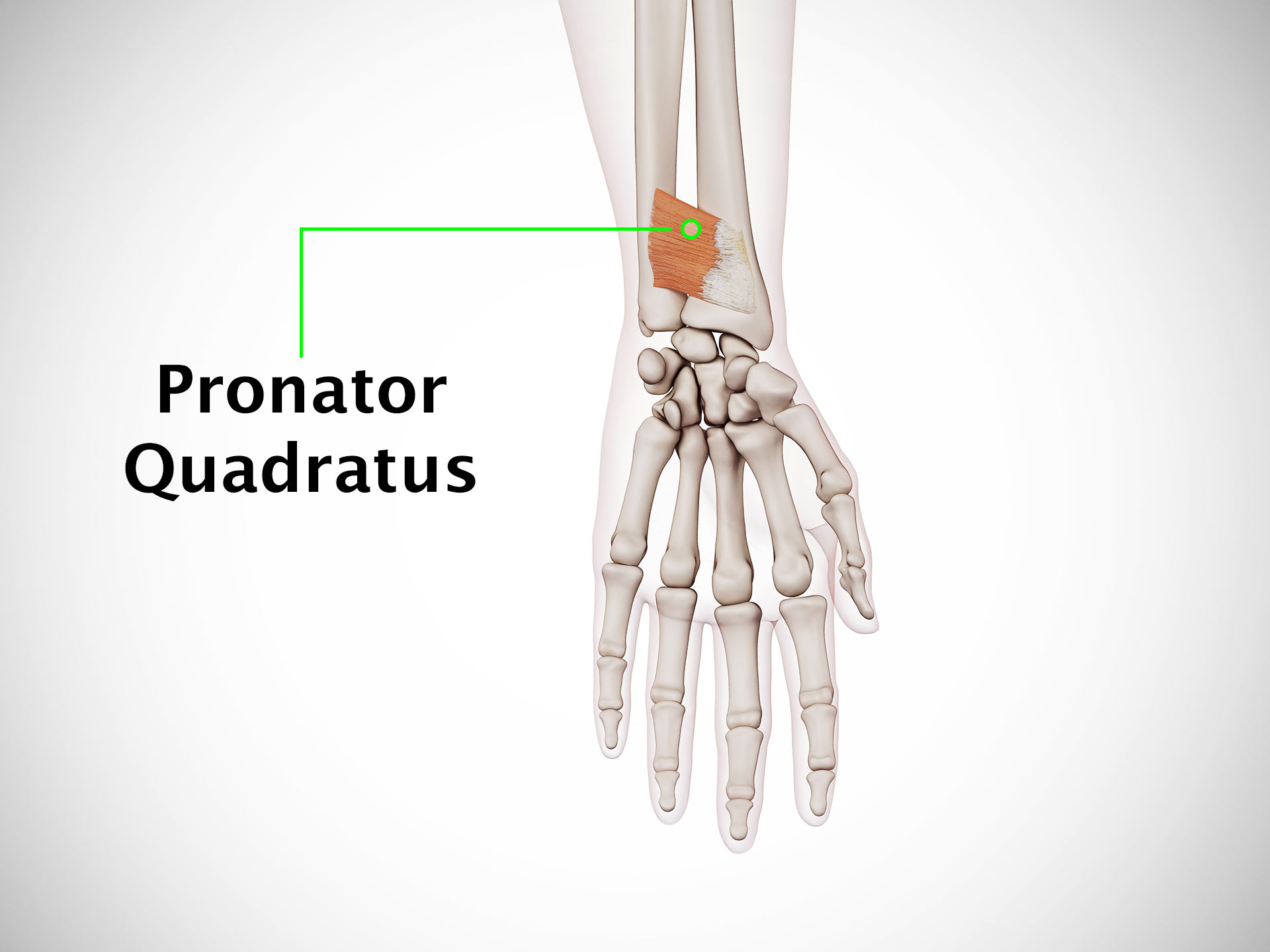 PRONATOR QUADRATUS