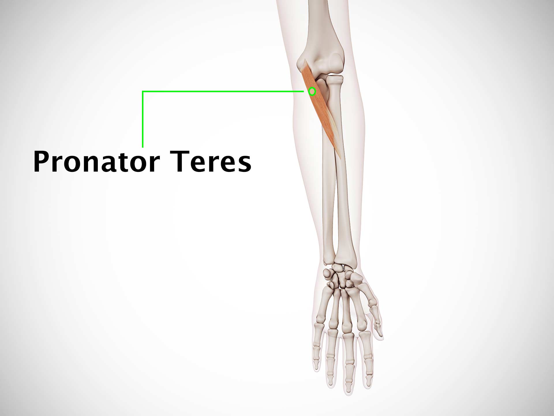 PRONATOR TERES