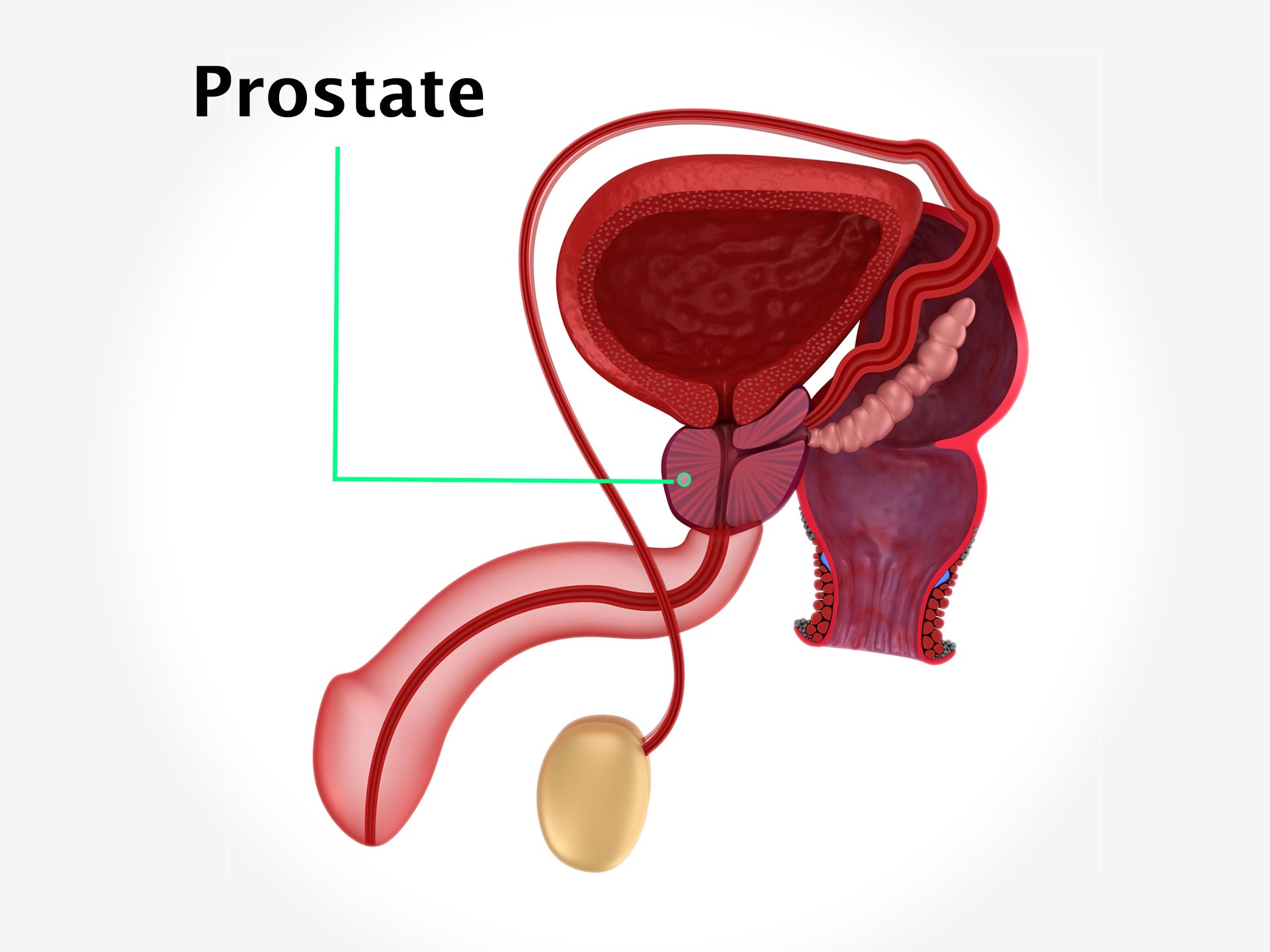 PROSTATE