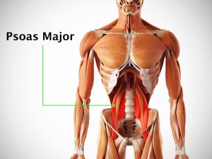 PSOAS MAJOR