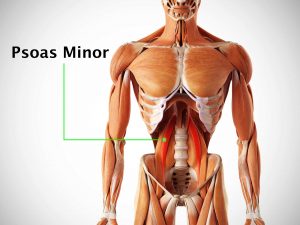 PSOAS MINOR