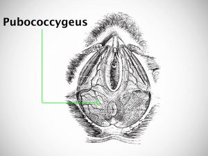 PUBOCOCCYGEUS