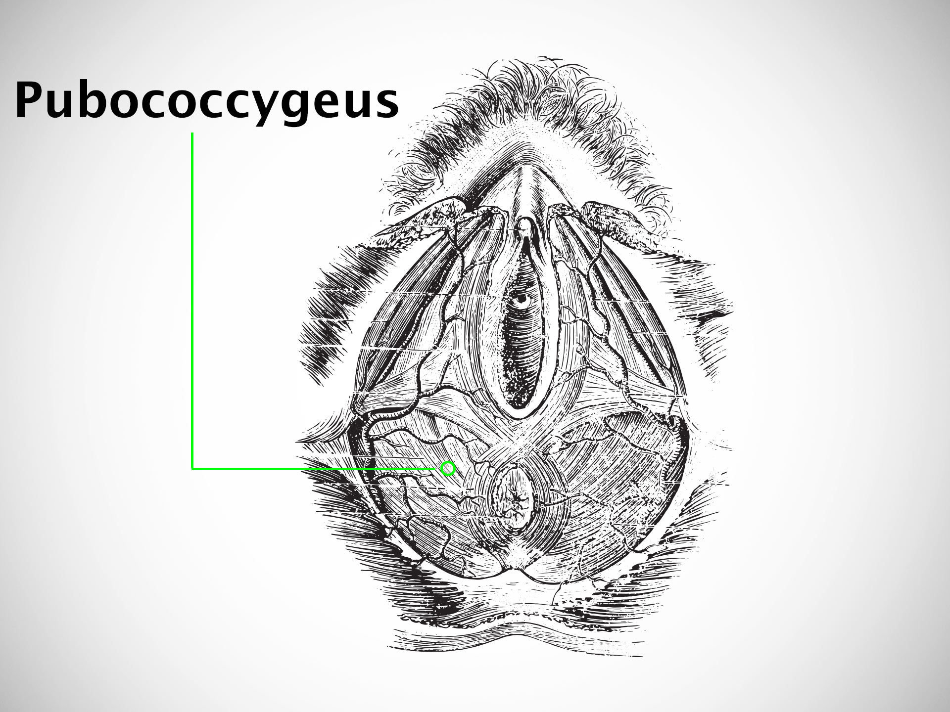 PUBOCOCCYGEUS