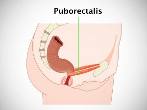 PUBORECTALIS