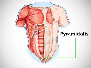 PYRAMIDALIS