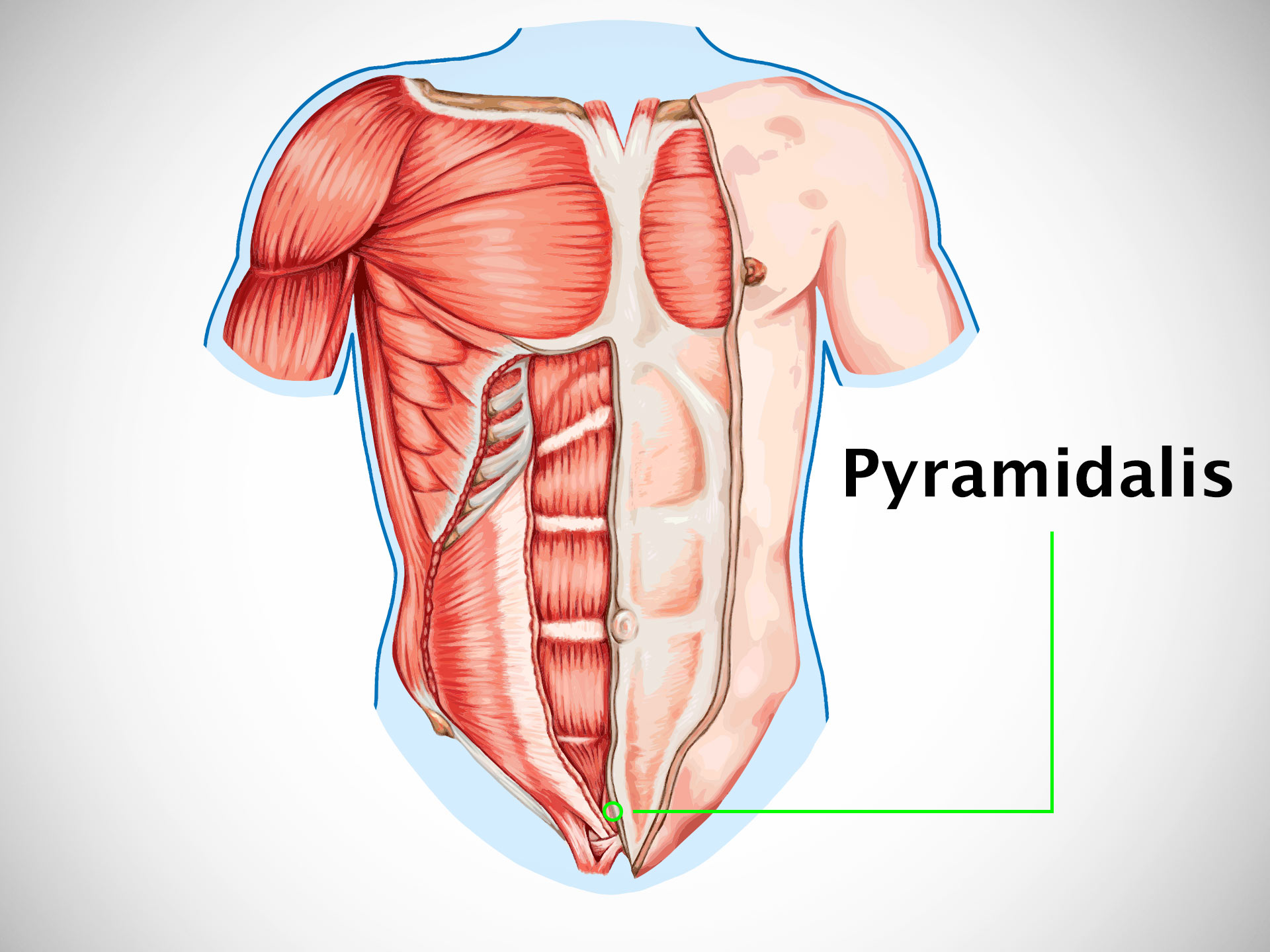 PYRAMIDALIS