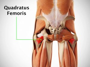 QUADRATUS FEMORIS