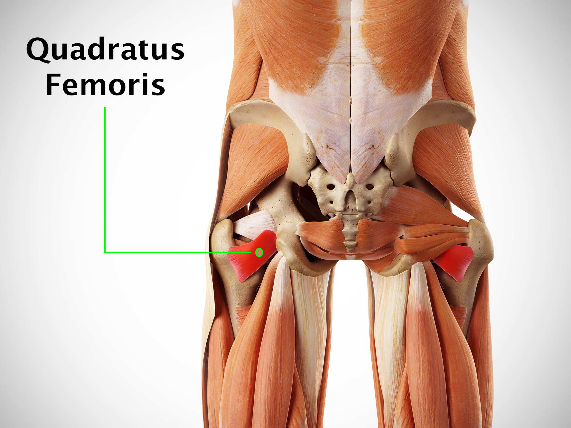 QUADRATUS FEMORIS