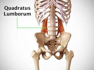 QUADRATUS LUMBORUM