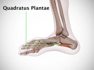 QUADRATUS PLANTAE