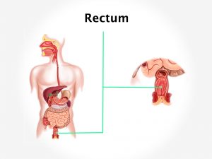 RECTUM