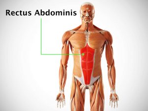 RECTUS ABDOMINIS