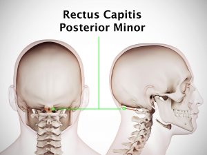 RECTUS CAPITIS POSTERIOR MINOR