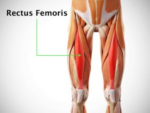 RECTUS FEMORIS