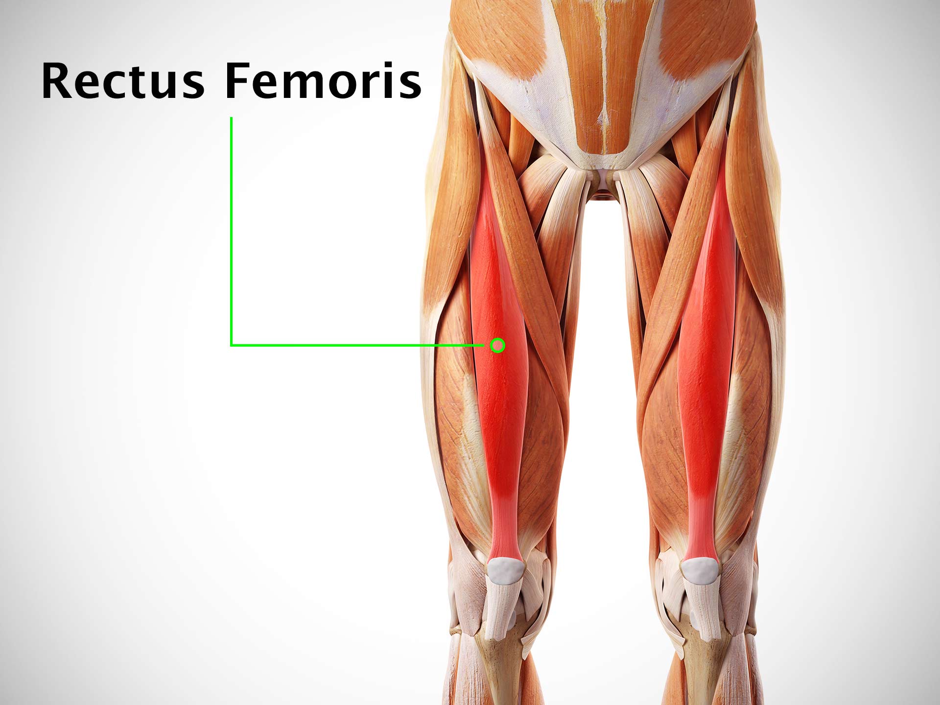 RECTUS FEMORIS