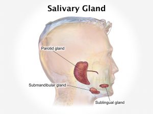 SALIVARY GLAND