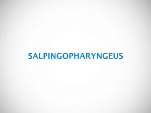 SALPINGOPHARYNGEUS