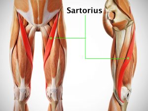 SARTORIUS