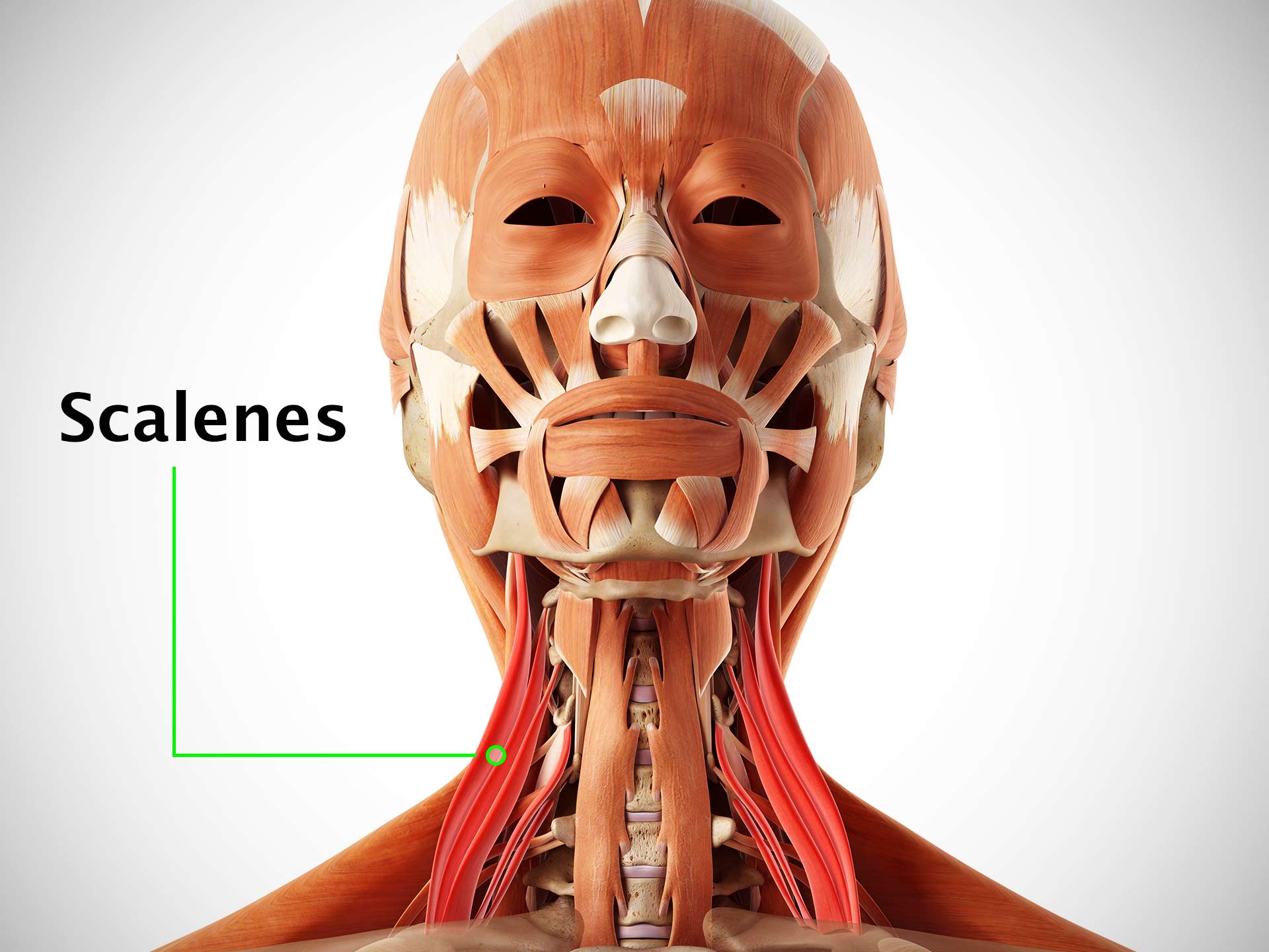 SCALENE MUSCLES