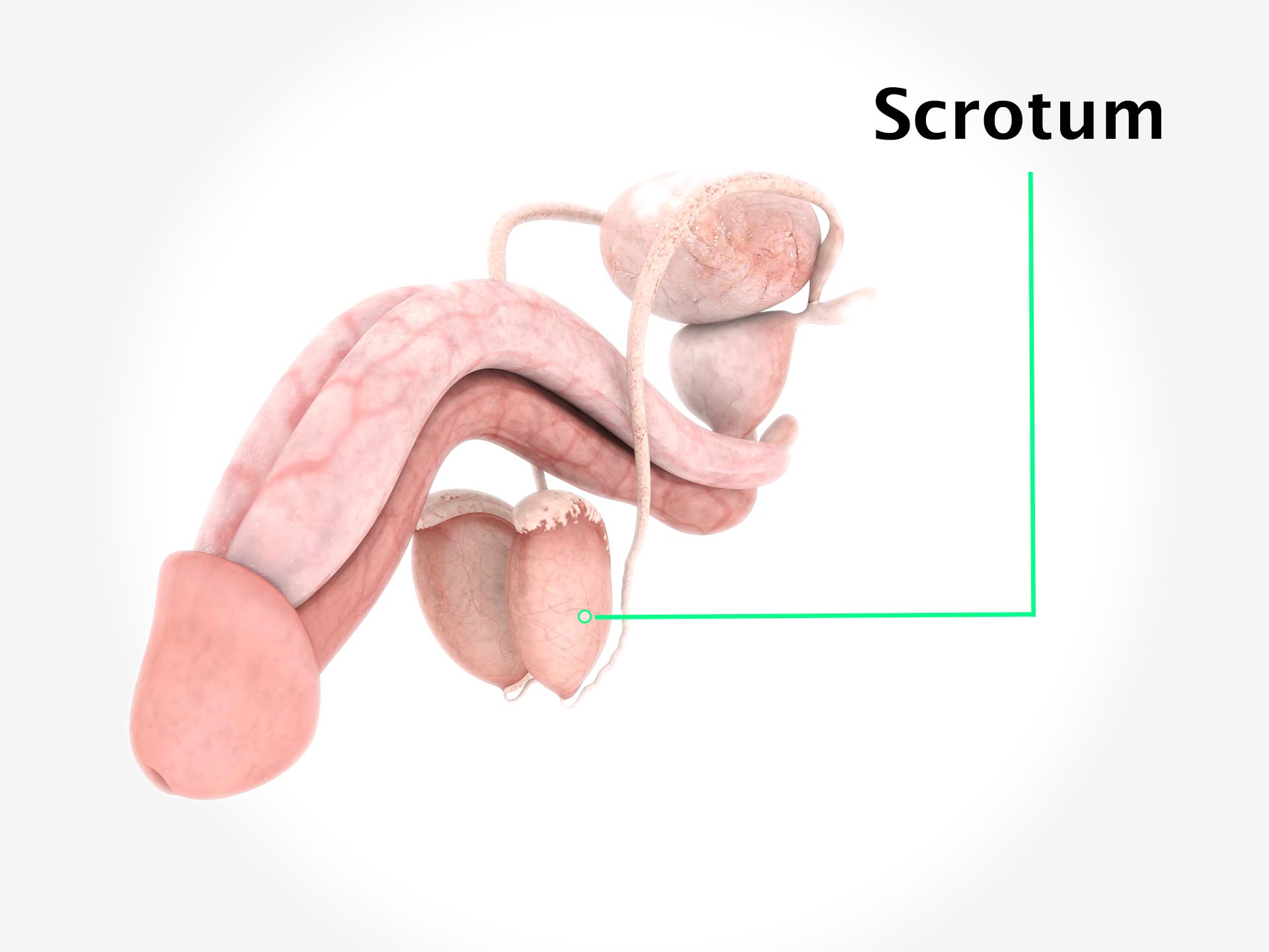 SCROTUM