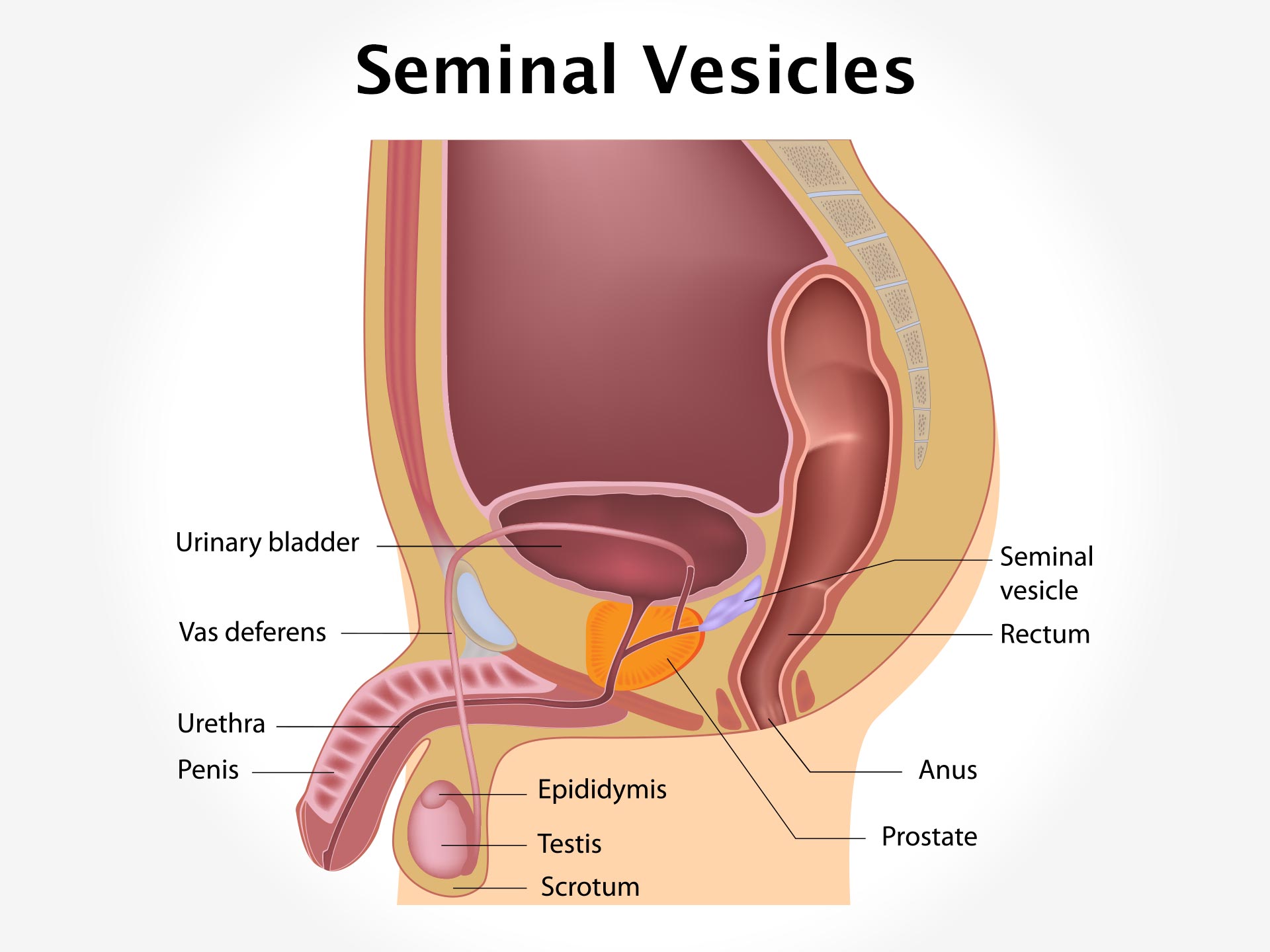 SEMINAL VESICLES