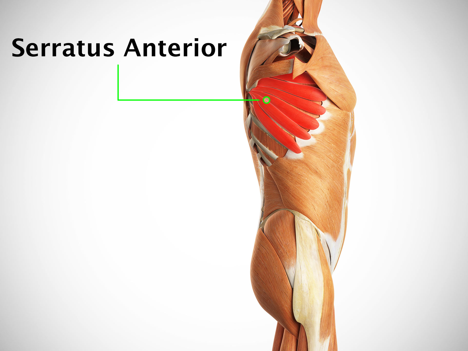 SERRATUS ANTERIOR