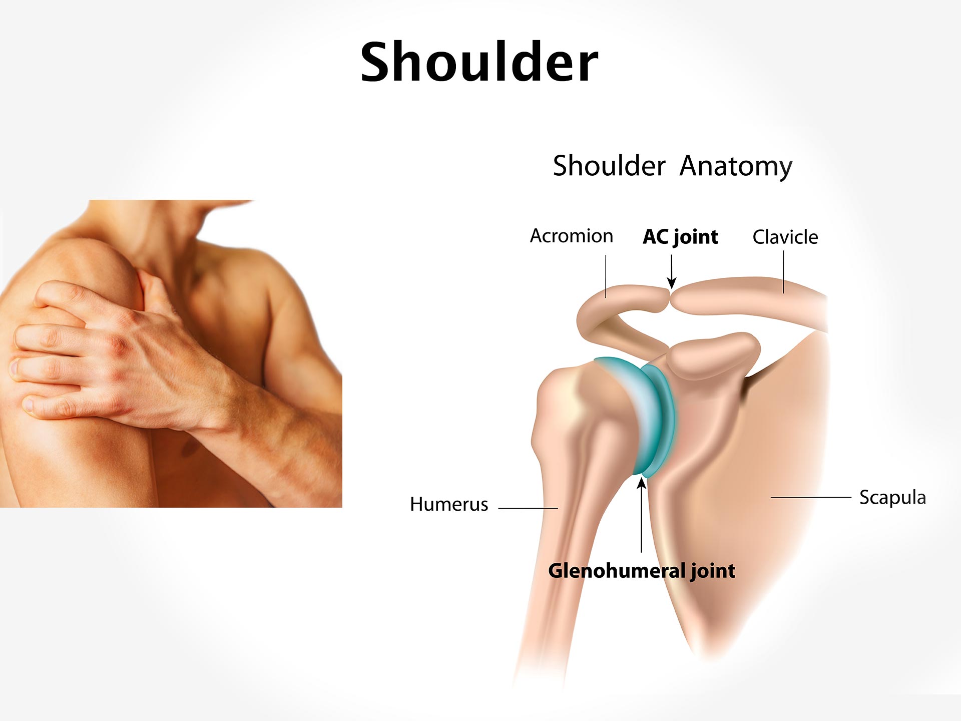 SHOULDER